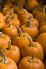 Pumpkins!