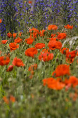 Poppy field