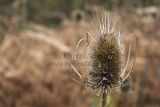 Teasel