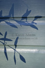In the shade of the Olive Tree