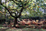 New Forest in autumn