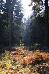 Woodland glade