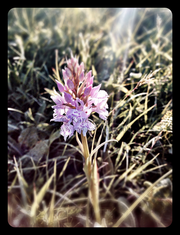 Common Spotted Orchid on South Downs Sussex