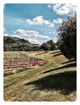 Denbies Vineyard Surrey