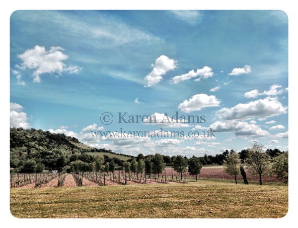 Grapevine fields Denbies Vineyard Dorking