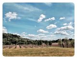 Grapevine fields Denbies Vineyard Dorking