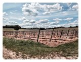 Grapevines Denbies Vineyard Surrey