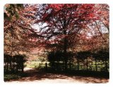 Seasonal foliage Friston Sussex