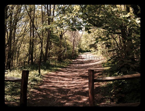 Woodland Trail Friston Forest Sussex