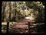 Woodland Trail Friston Forest Sussex