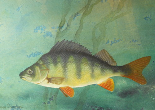 Perch