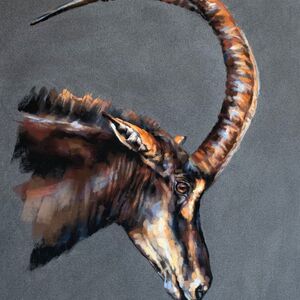 Sable Antelope