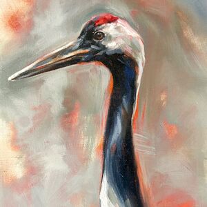 Red crowned Crane