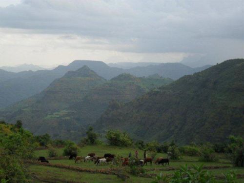 cattle grazing (view north-east)