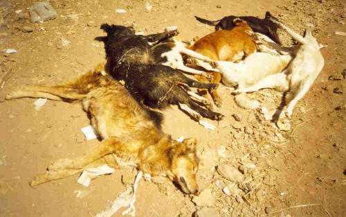city dogs poisoned by Gondar's Public Health Department because of fear of rabies