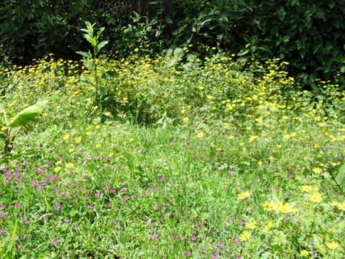 clover and Meskel daisies