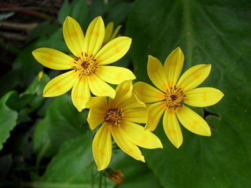 Meskel daisies