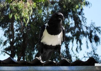 pied crow