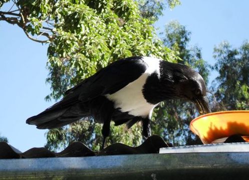 a pied crow steals Tewodros's breakfast
