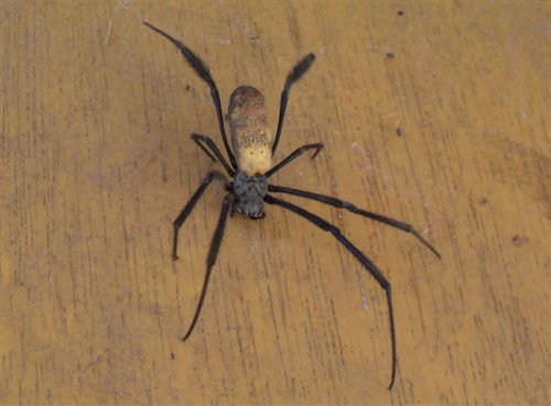 an unidentified species of spider