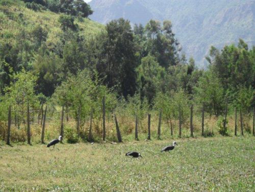 woolly-necked storks