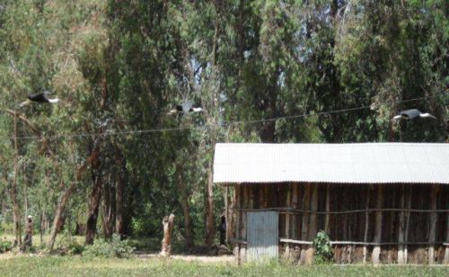 woolly-necked storks flying