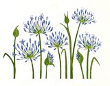 Agapanthus Africanus