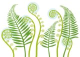 Fern Fiddleheads