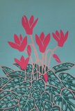 Cyclamen