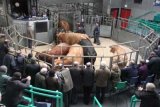 Amidst Champion Bulls, Prime Cattle and Sheep