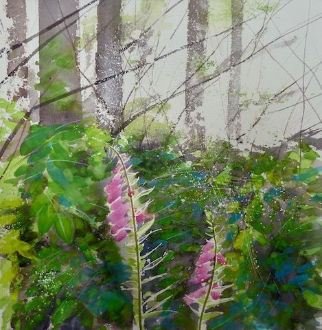 SOLD - Foxgloves - shady woodland, Bowood, Wiltshire