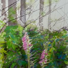 SOLD - Foxgloves - shady woodland, Bowood, Wiltshire