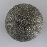 Sea Urchin (Cast from Shell)