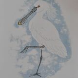 Spoonbill