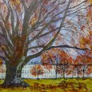 The Mighty Beech (Montpellier Gardens) (sold)