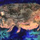 Vietnamese Pot Belly Pig (sold)