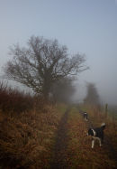 A Foggy Walk