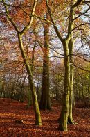 Autumn Trees
