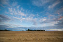 Barley Field