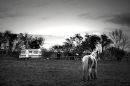 Coloured Cobs & Caravan