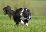 Jet in Action