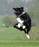 Jumping Jet