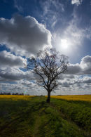 Oak Tree