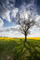 Oak in Spring