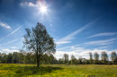 Spring Willow