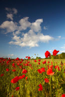 Suffolk Poppies