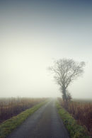 Tree Fog