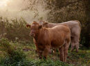Bullocks