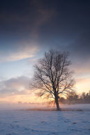 Wilow Sunset