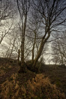 Winter Trees